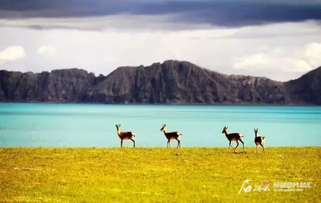 阿爾金山國家級自然保護(hù)區(qū)美景。保護(hù)區(qū)提供